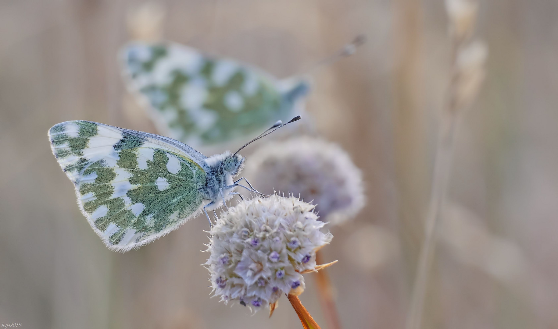 Der Resedafalter (Pontia edusa) ist einTagfalter...