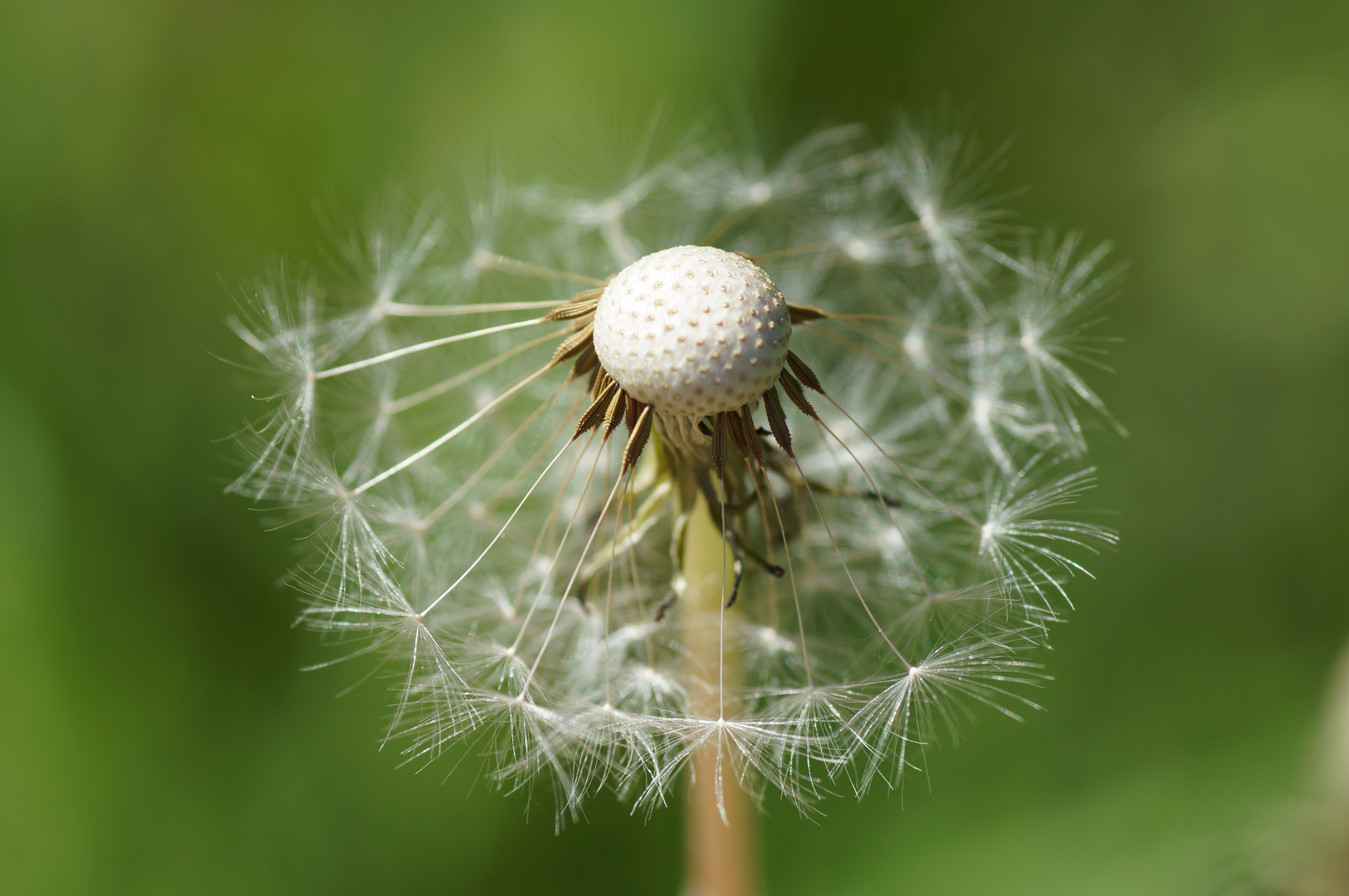 Der Rest der Pusteblume