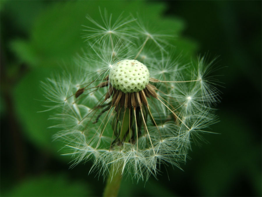 Der Rest der Pusteblume