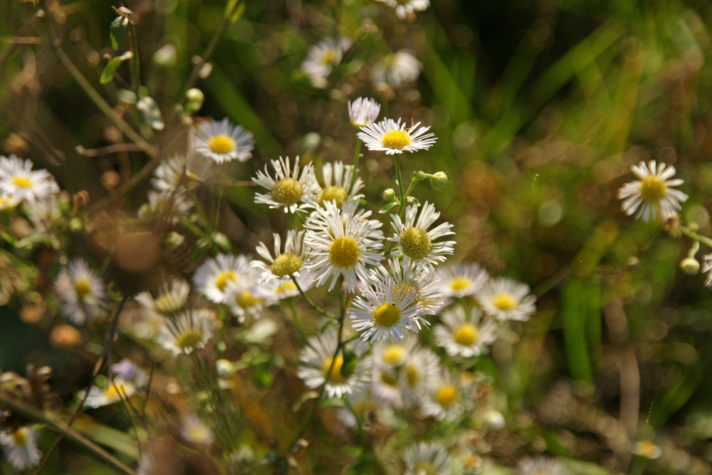 Der Rest des Sommers