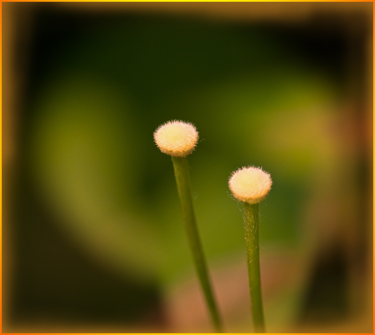 der Rest einer Clematisblüte