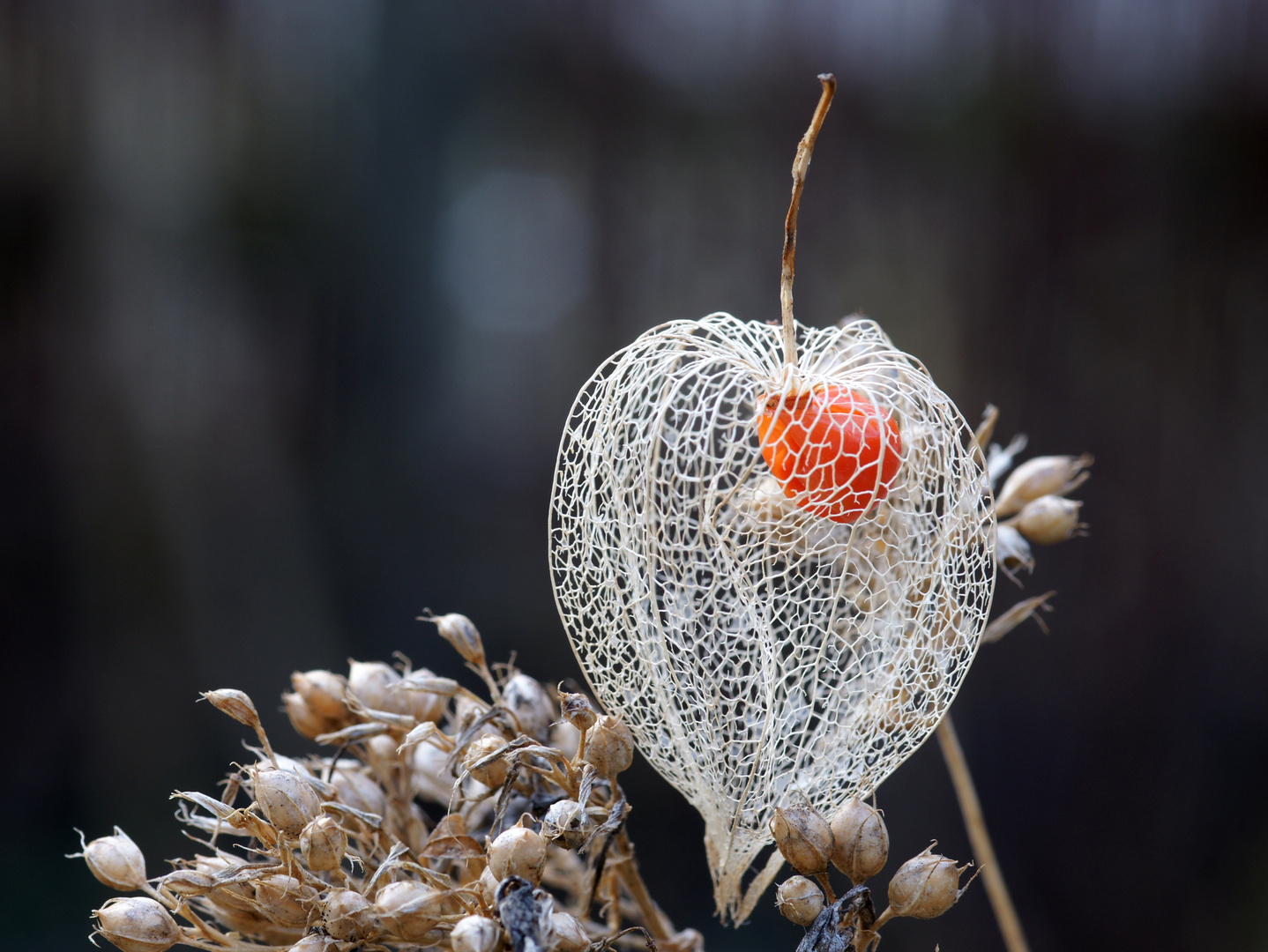 der Rest einer Lampionblume