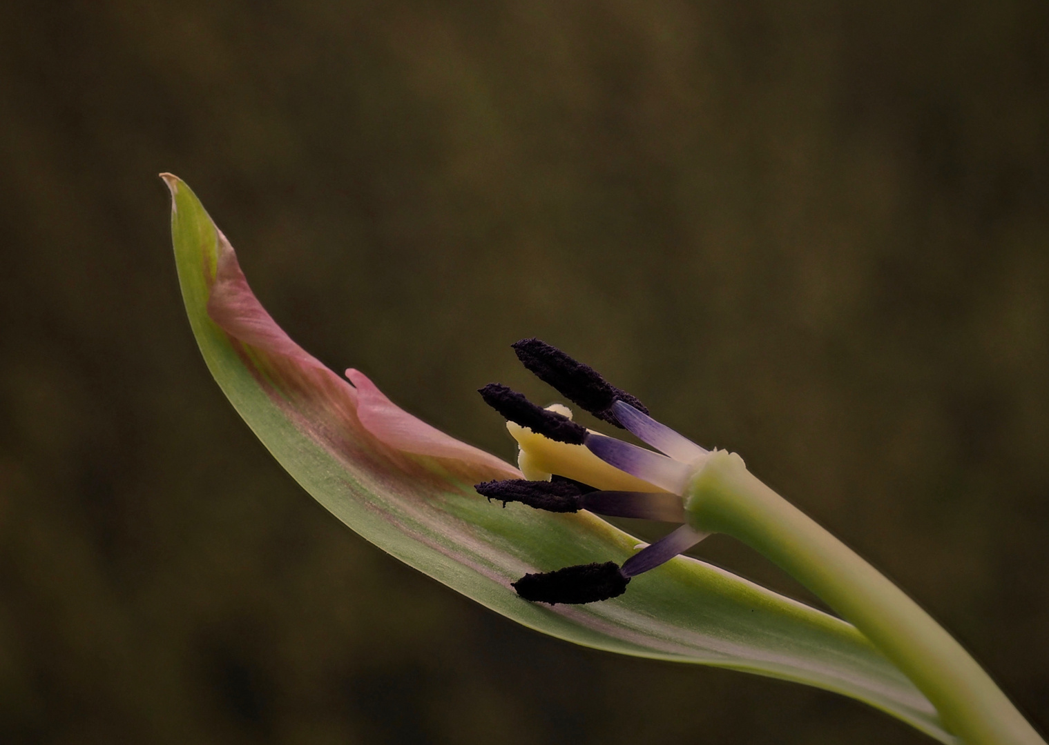 Der Rest.. einer verblühten Tulpe