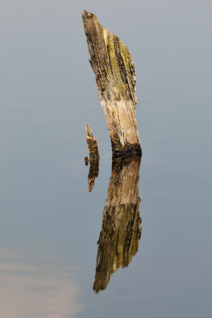 Der Rest vom Baum im See: abgestorben wegen nasser Füsse 