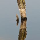 Der Rest vom Baum im See: abgestorben wegen nasser Füsse 