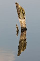 Der Rest vom Baum im See: abgestorben wegen nasser Füsse 