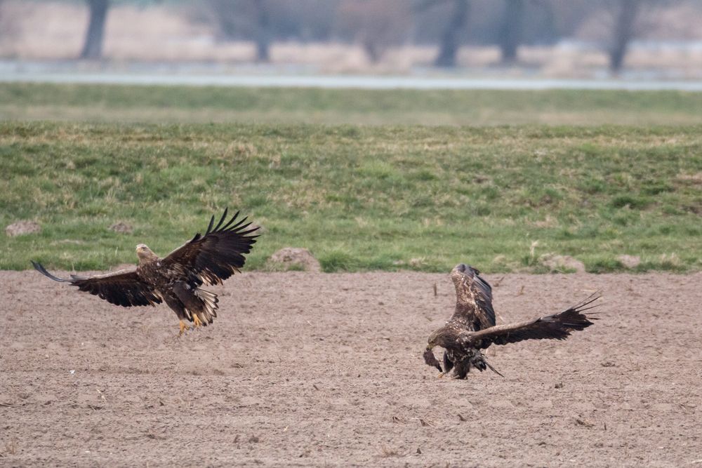 der Rest vom Osterhasen Foto & Bild | tiere, wildlife, wild lebende vögel Bilder auf fotocommunity