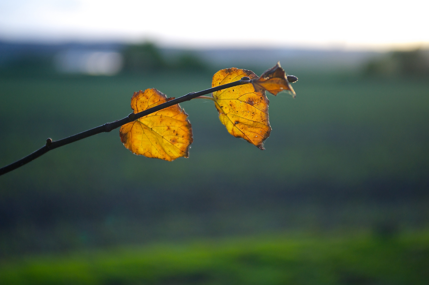 Der Rest vom schönen Herbst