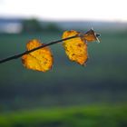 Der Rest vom schönen Herbst