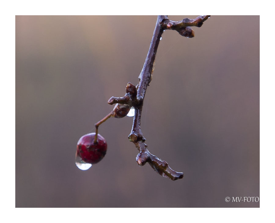 Der Rest vom Winter - eine Eisbeere