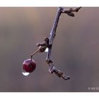 Der Rest vom Winter - eine Eisbeere