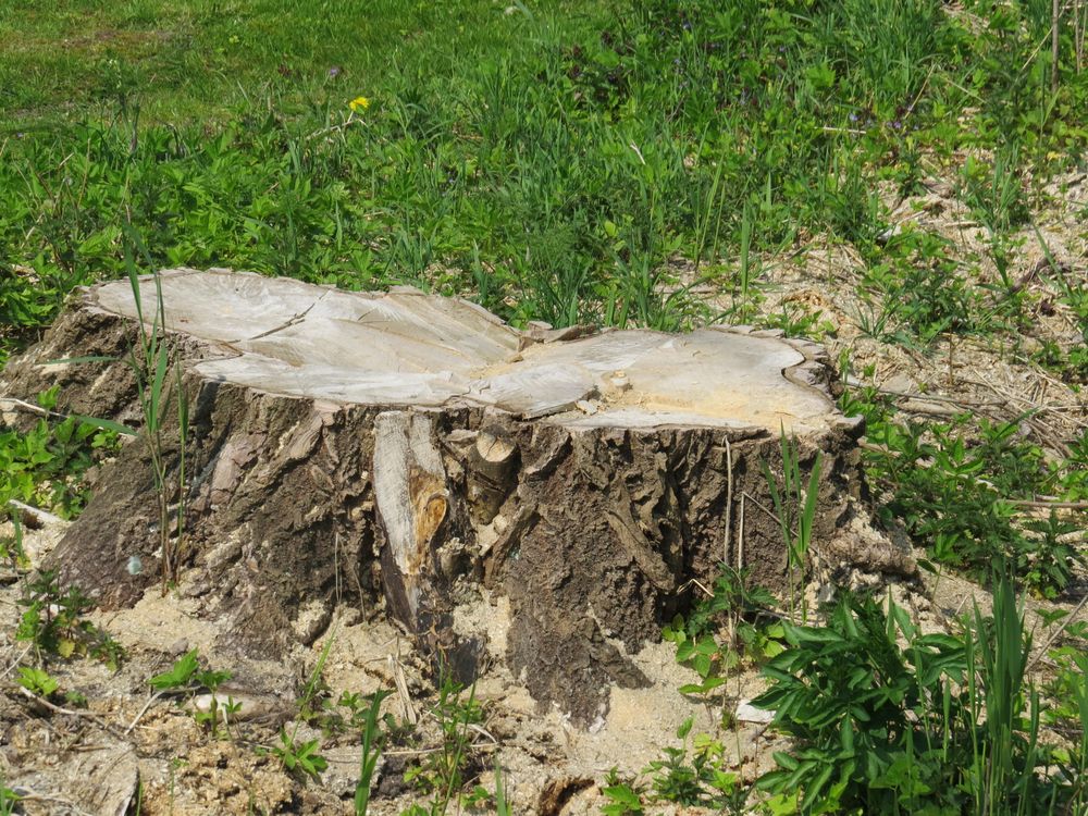 Der rest von einem Riesen  Baum