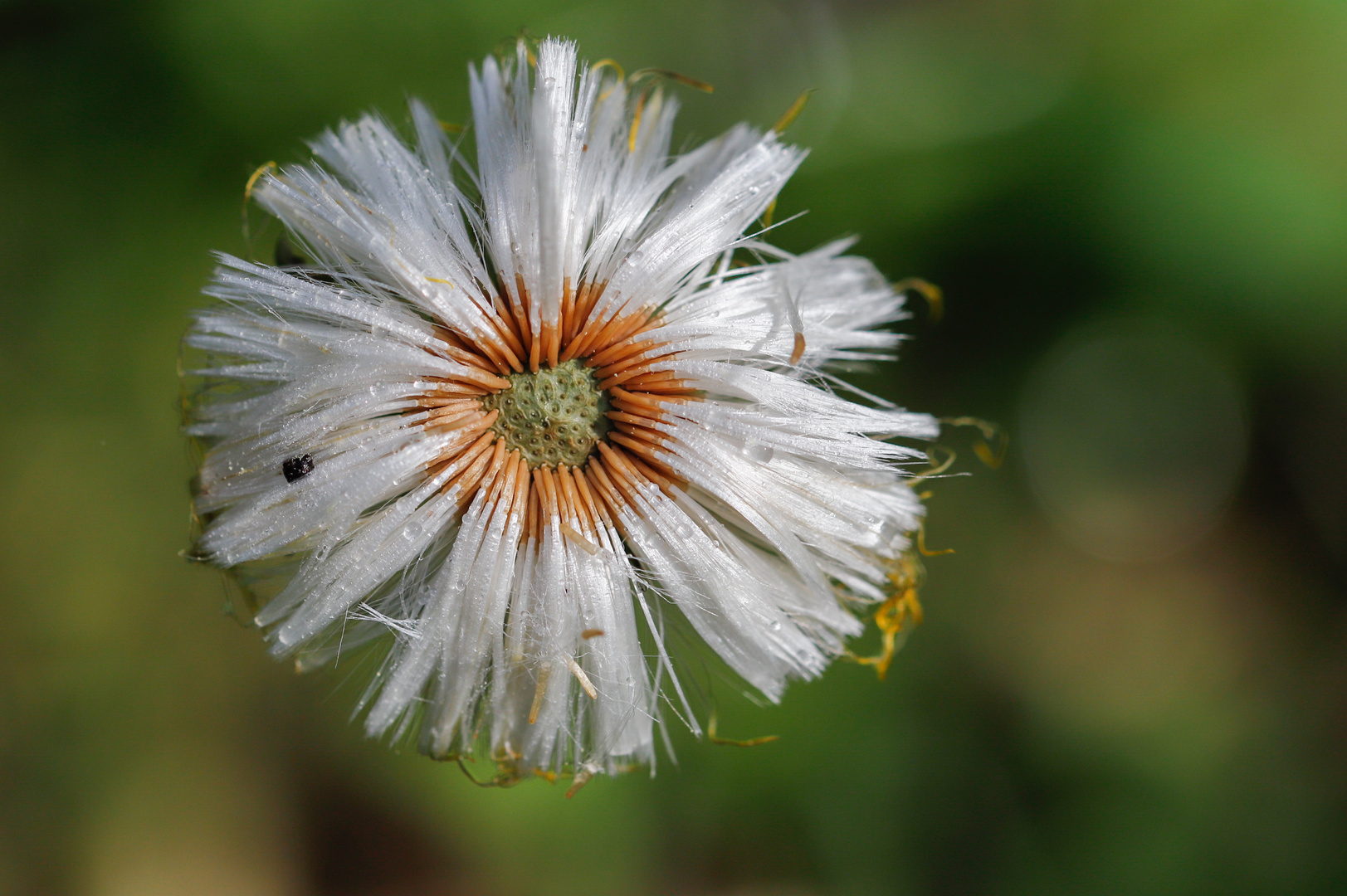 Der Rest von einer Pusteblume