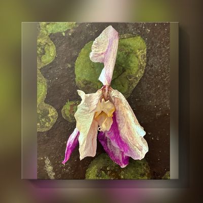 Der Rest von Schönheit