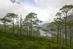 Der restliche Wald wurde abgeholtzt!