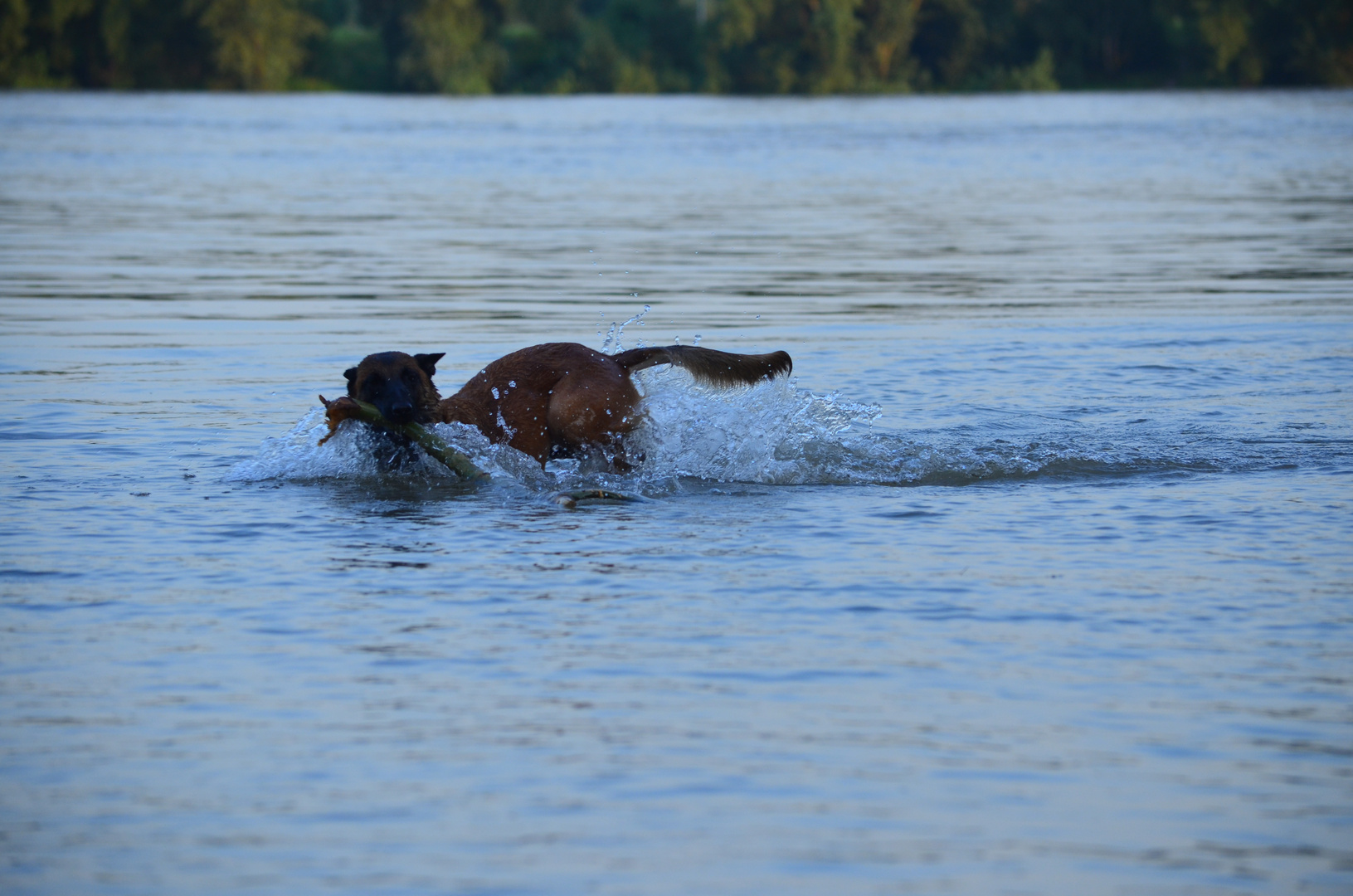 der rettungshund von Malibu