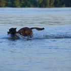 der rettungshund von Malibu