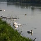 Der Rhein bei Breisach