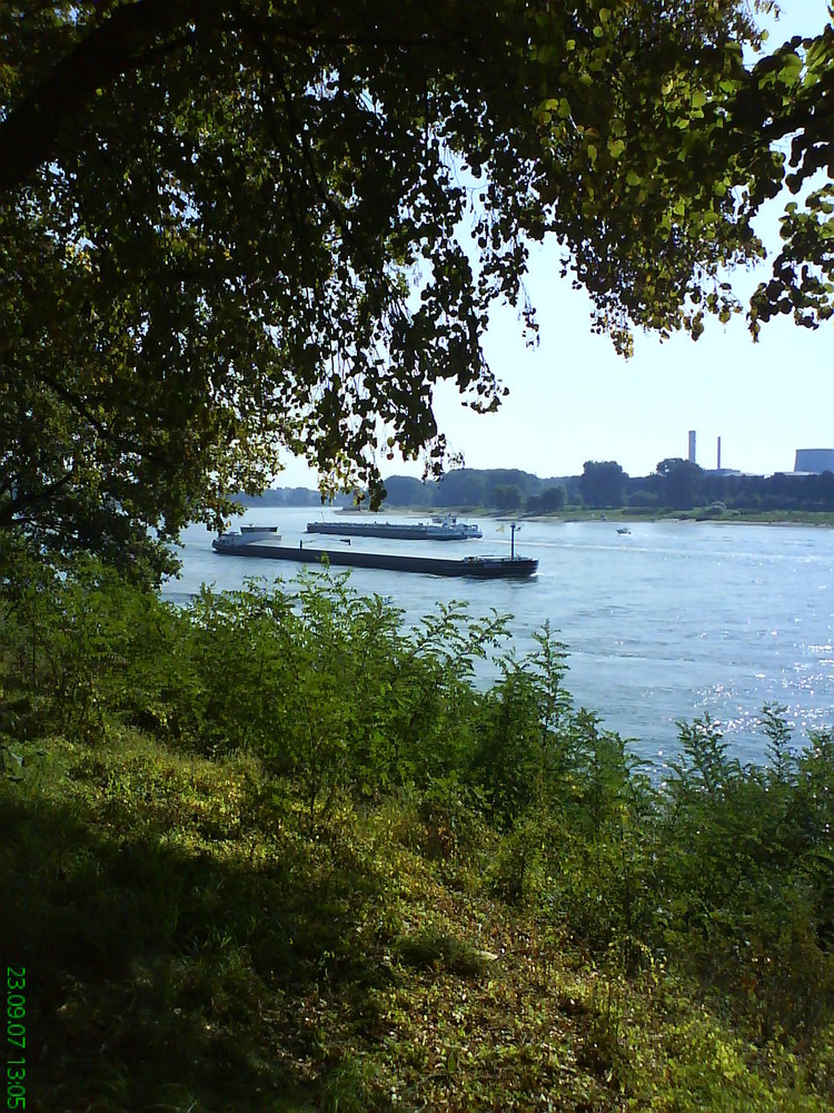 Der Rhein bei Köln-Stammheim