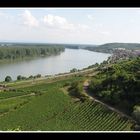 der Rhein bei Nierstein