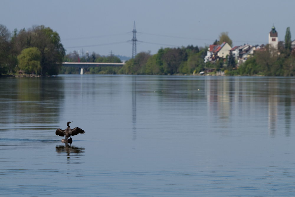 der Rhein bei Rheinfelden