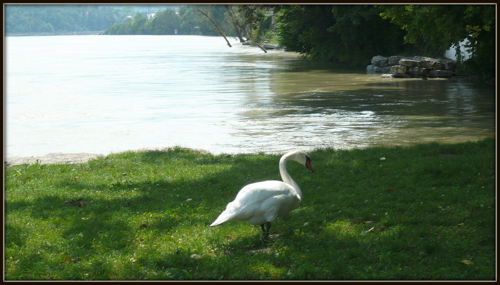 Der Rhein bei Rheinfelden