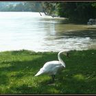 Der Rhein bei Rheinfelden