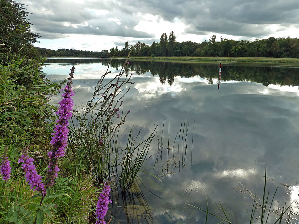 Der Rhein bei Sasbach I