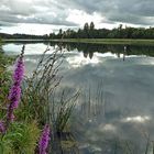 Der Rhein bei Sasbach I