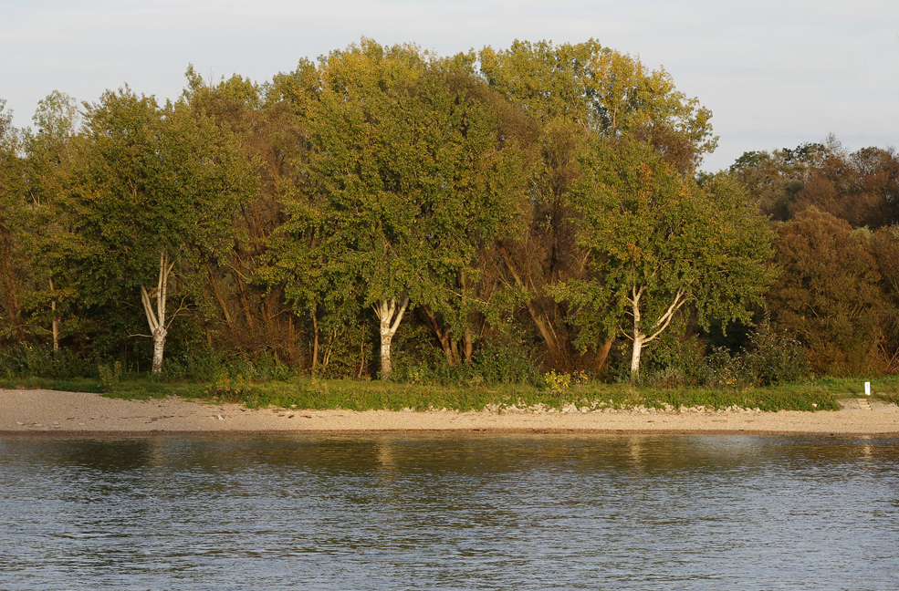 der Rhein bei Speyer 5