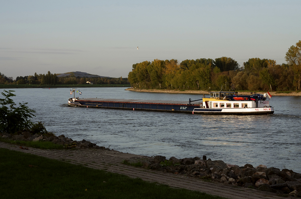 der Rhein bei Speyer 7