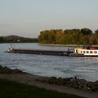 der Rhein bei Speyer 7