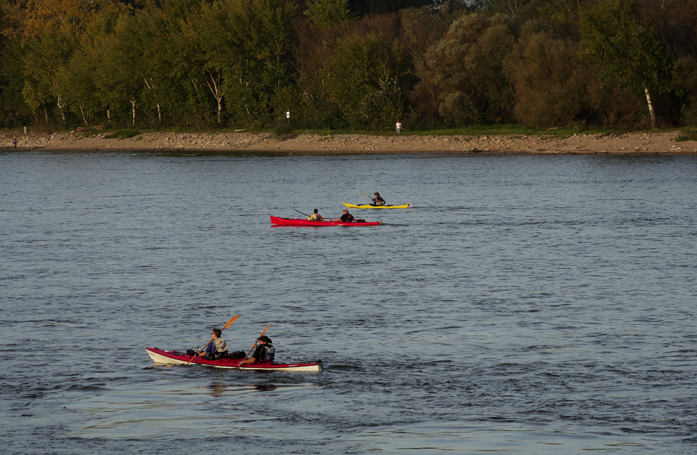 der Rhein bei Speyer 8