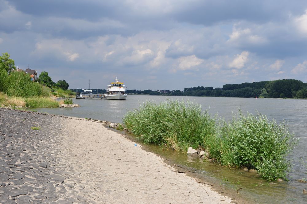 Der Rhein bei Widdig