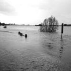 der Rhein bei Xanten