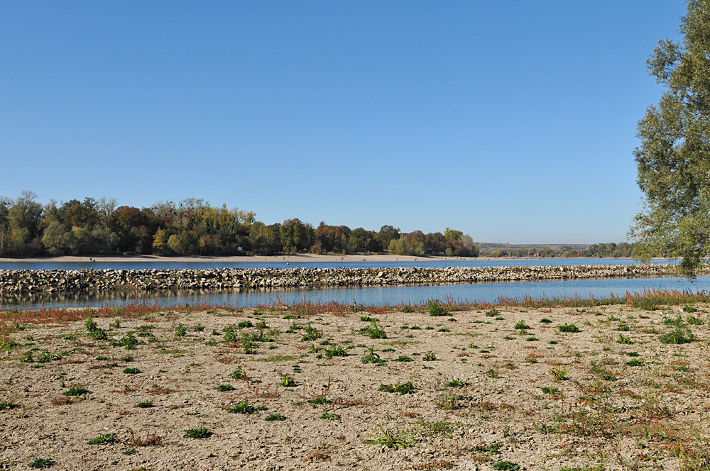 Der Rhein: Gerade bei Niedrigwasser interessant 03