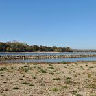 Der Rhein: Gerade bei Niedrigwasser interessant 03