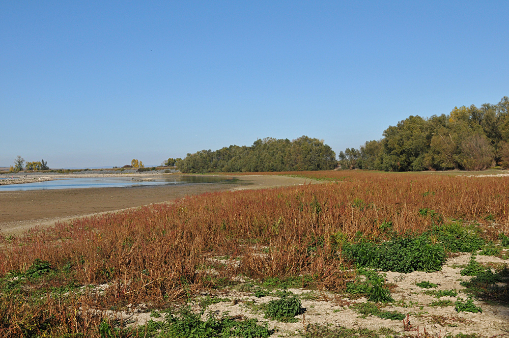 Der Rhein: Gerade bei Niedrigwasser interessant 04