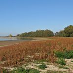 Der Rhein: Gerade bei Niedrigwasser interessant 04