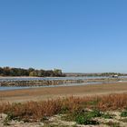 Der Rhein: Gerade bei Niedrigwasser interessant 06