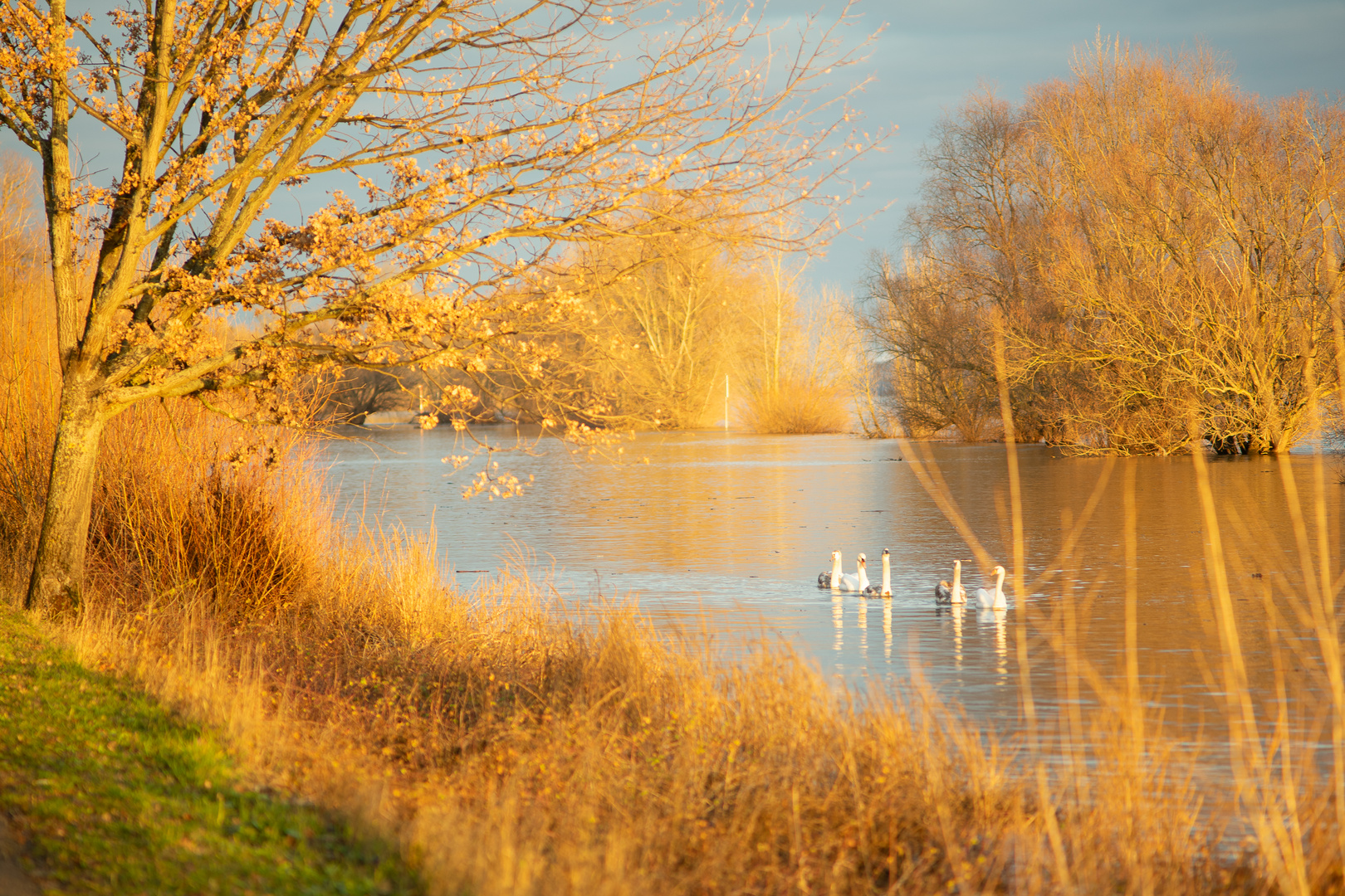 Der Rhein glüht an Weihnachten 