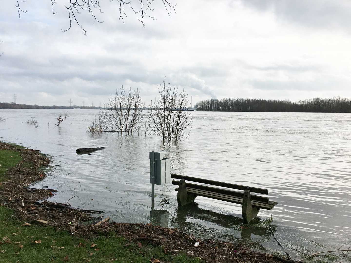 der Rhein hat mal wieder Hochwasser