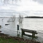 der Rhein hat mal wieder Hochwasser