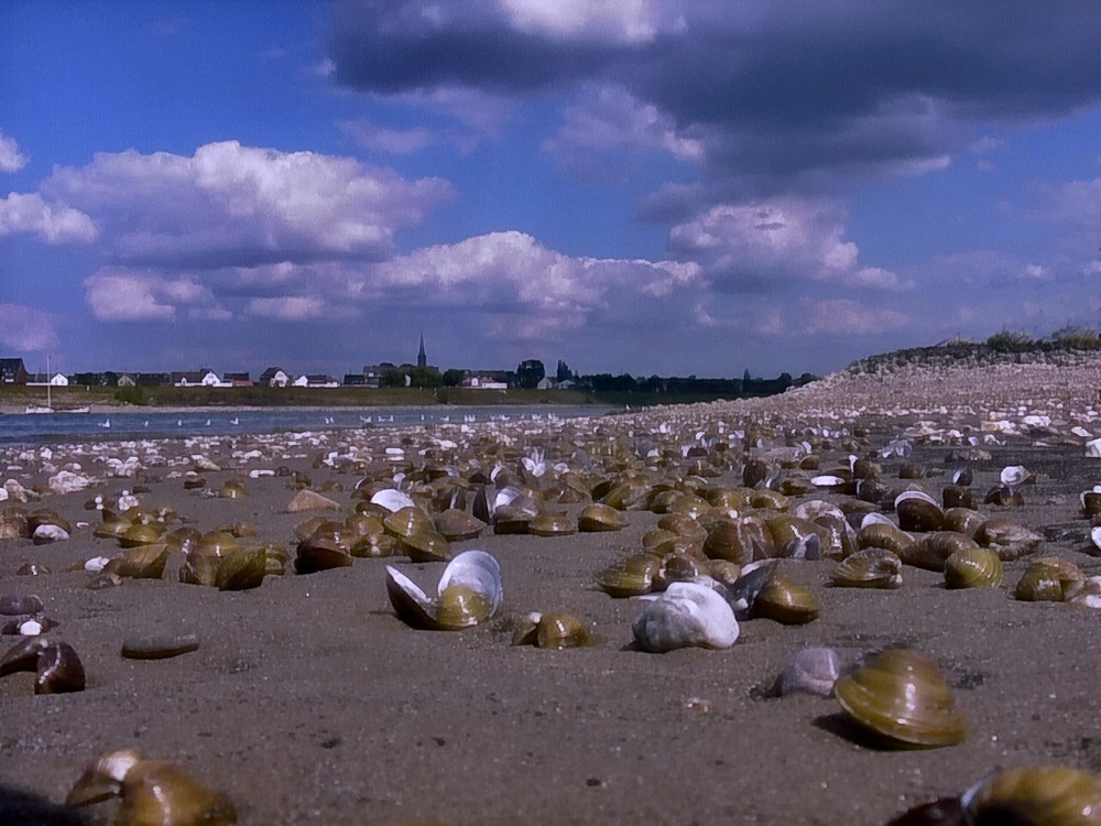 Der Rhein im Sommer