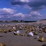 Der Rhein im Sommer