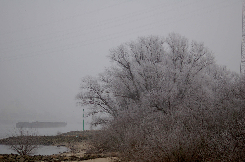 der Rhein im Winter