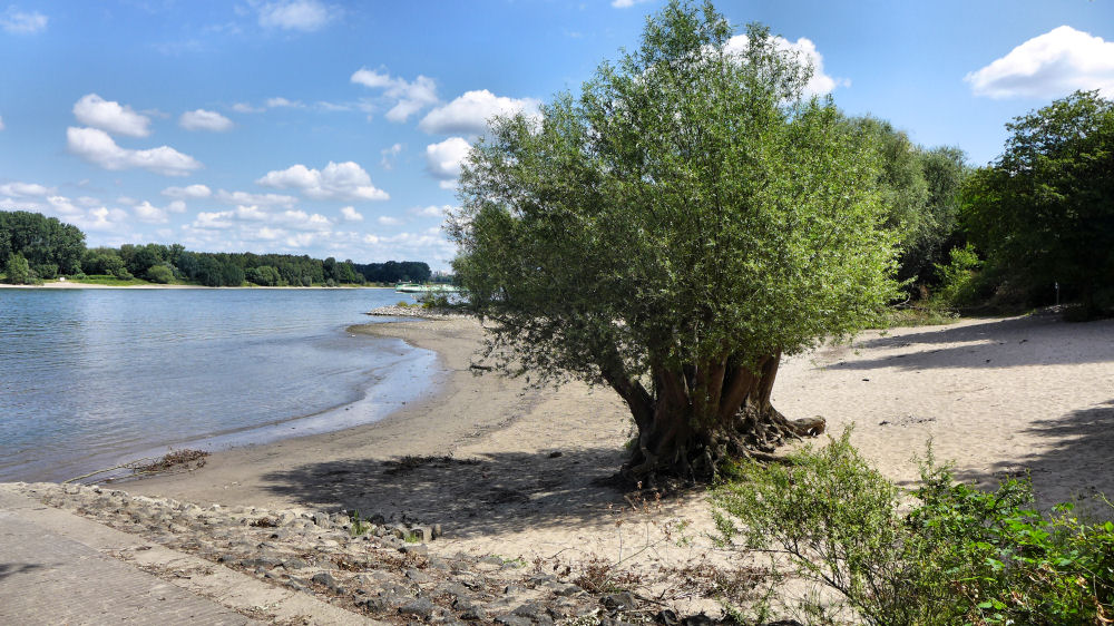 Der Rhein ist durstig