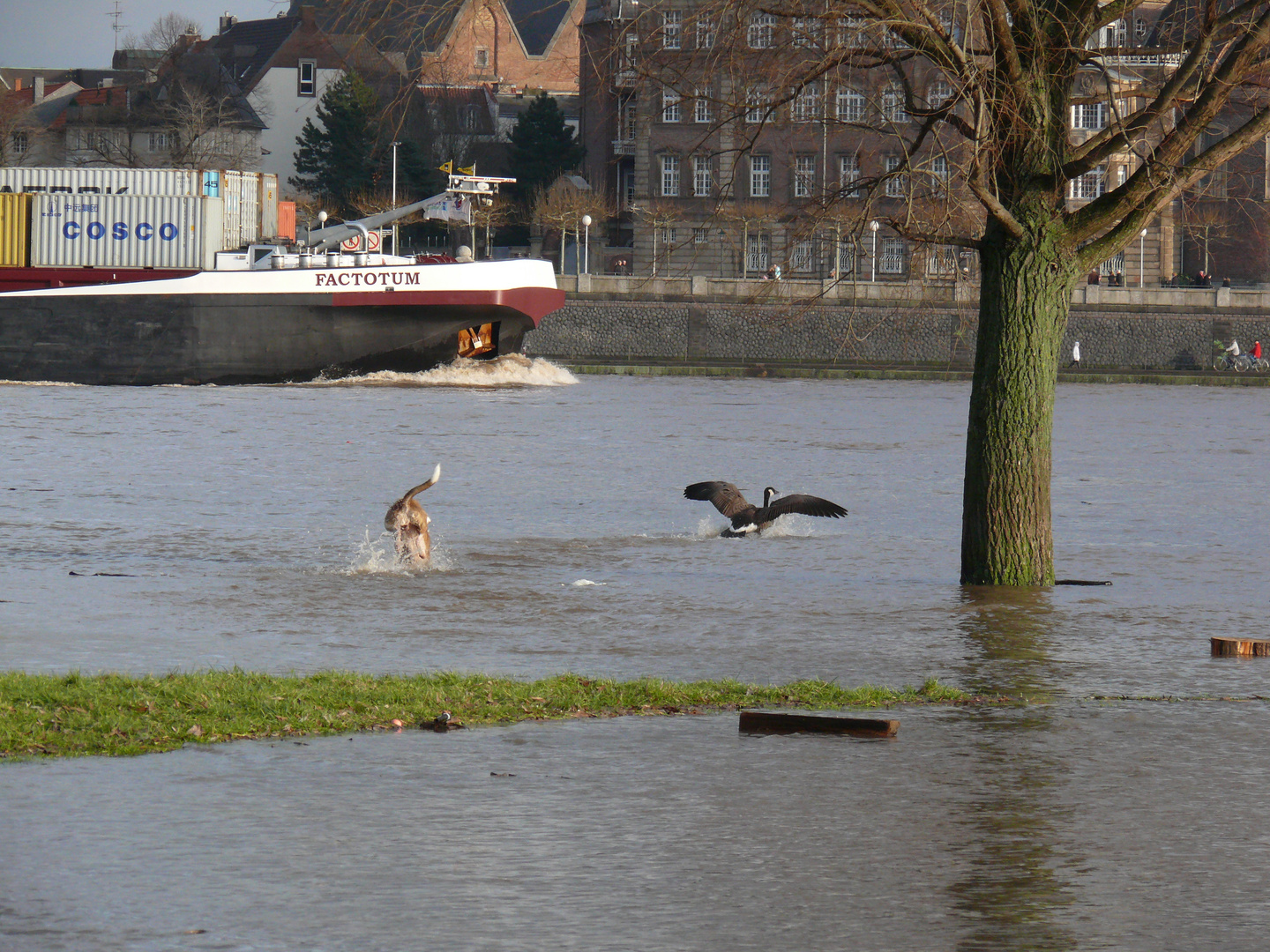 der Rhein... ohne Grenzen.....das Hochwasser....