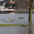 der Rhein... ohne Grenzen.....das Hochwasser....