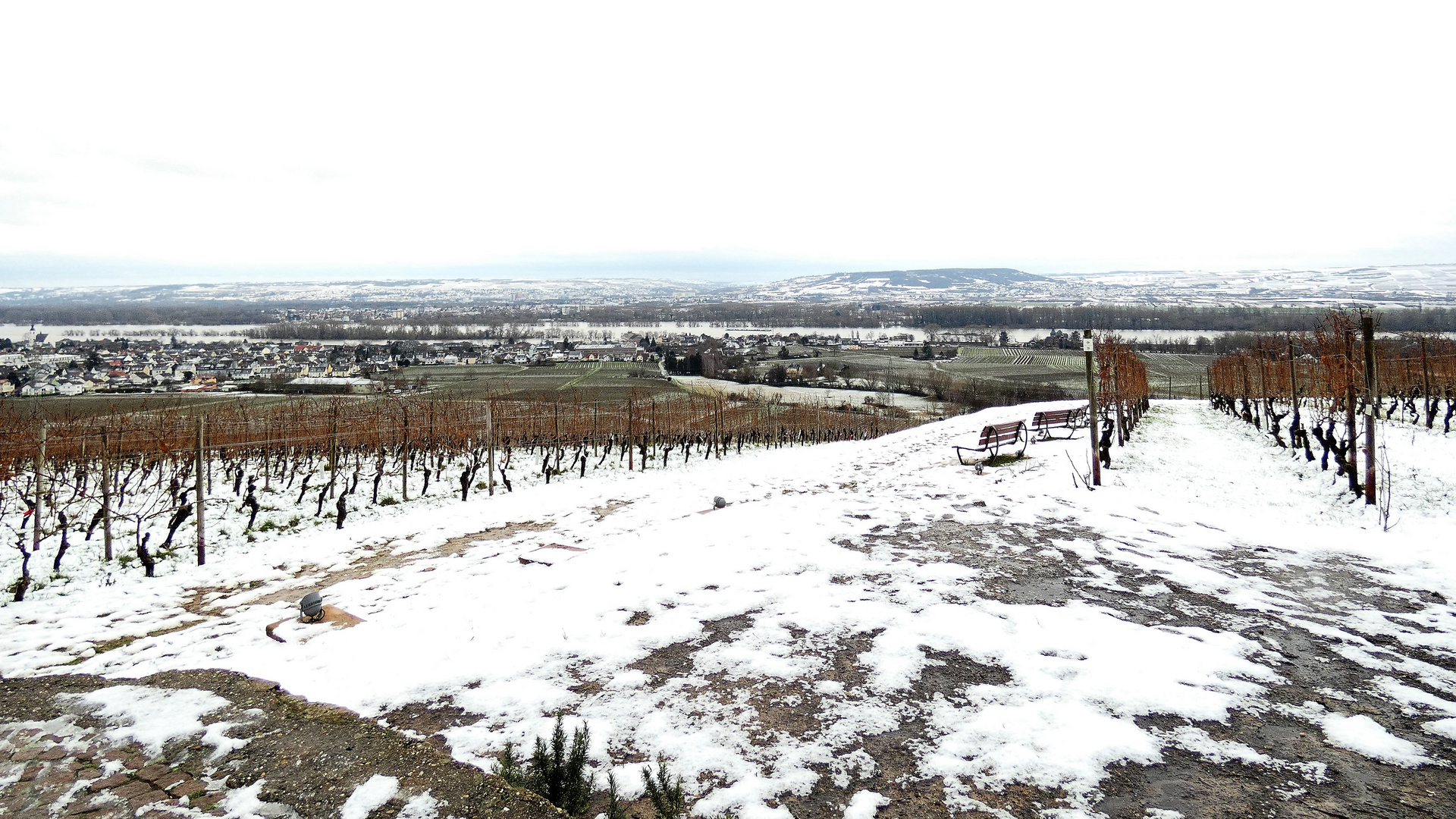 Der Rhein und sein Wein 